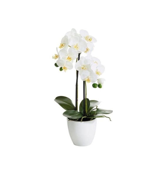 Botanic-Haus Phalaenopsis (Orchidee) 540mm